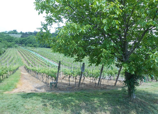 Prodej vinohradu 1 426 m², Mikulov