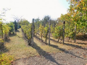 Vinohrad, pohled od vjezdu