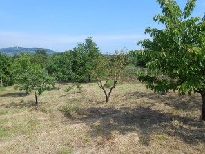 Ovocné stromy vpravo