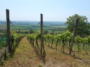 Horní část vinohradu