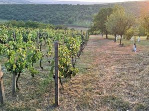 Výhled z vinohradu v létě