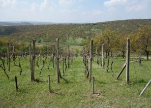 Prodej vinohradu se sadem, 3 418 m², Kraví Hora, Bořetice