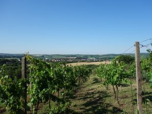 Výhled z vinohradu na Čejč