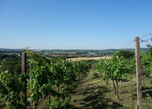 Prodej vinohradu 1 952 m², Čejč, k.ú. Hovorany